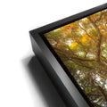 Thumbnail image 11 for Light Of The Ancient Oak