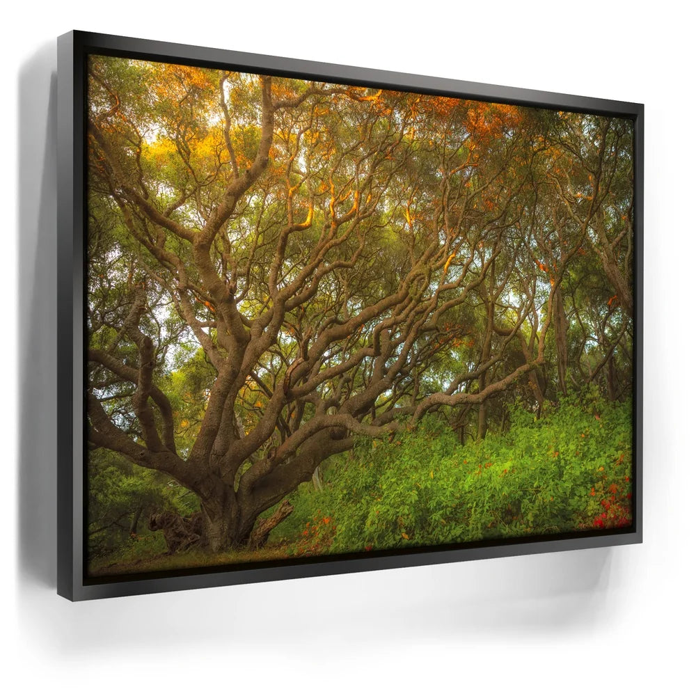 Featured image 5 for Light Of The Ancient Oak