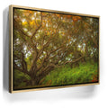 Featured image 7 for Light Of The Ancient Oak