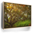 Featured image 9 for Light Of The Ancient Oak