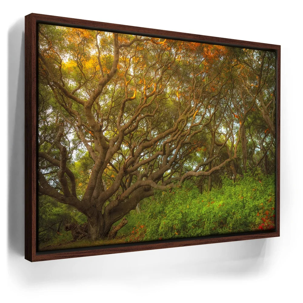 Featured image 10 for Light Of The Ancient Oak