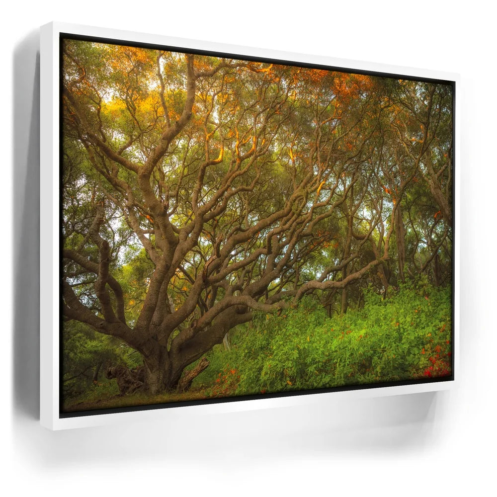 Featured image 6 for Light Of The Ancient Oak
