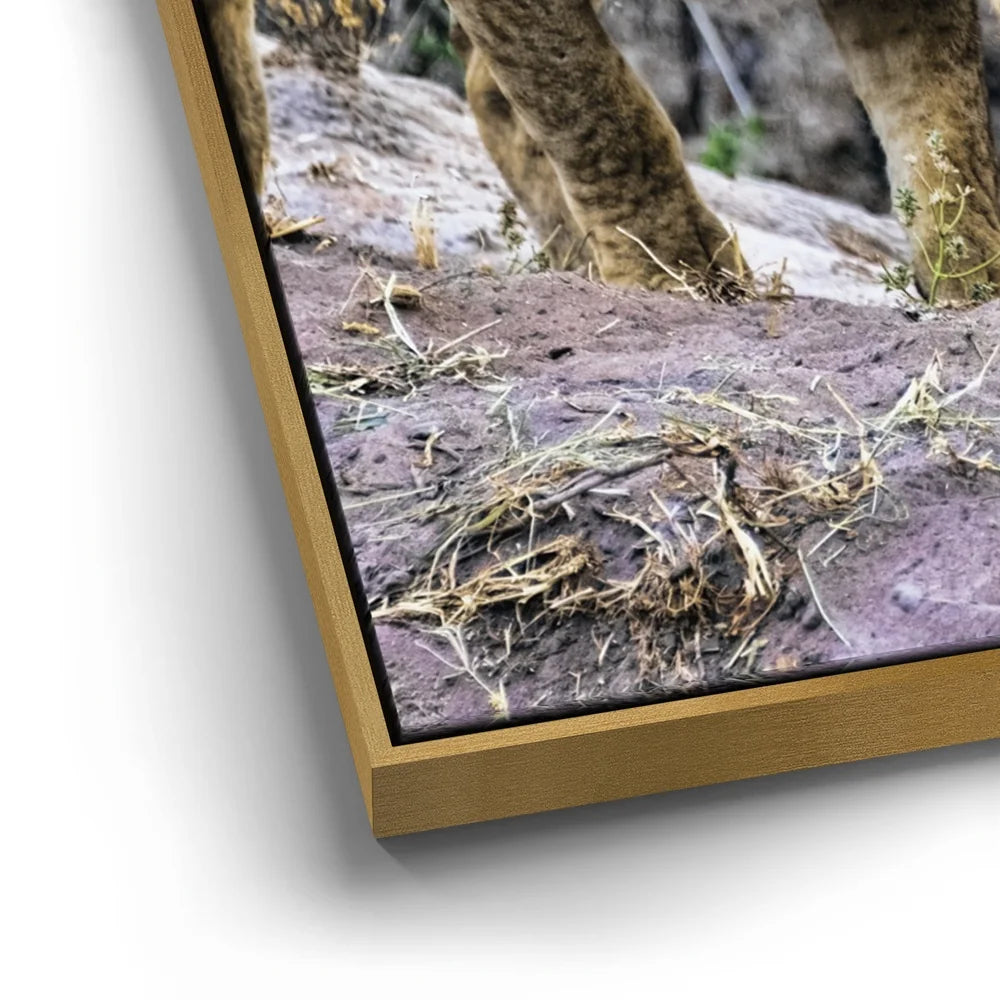 Featured image 12 for Lions With Cub Tanzania