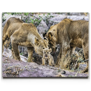 Lions With Cub Tanzania