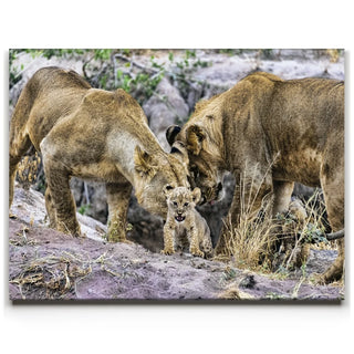 Lions With Cub Tanzania