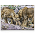 Featured image 1 for Lions With Cub Tanzania