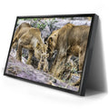 Thumbnail image 2 for Lions With Cub Tanzania