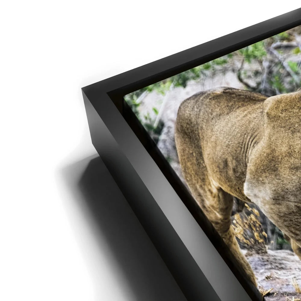 Featured image 11 for Lions With Cub Tanzania