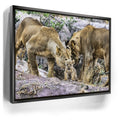 Featured image 5 for Lions With Cub Tanzania