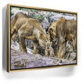 Featured image 7 for Lions With Cub Tanzania