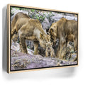 Featured image 9 for Lions With Cub Tanzania