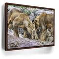 Featured image 10 for Lions With Cub Tanzania