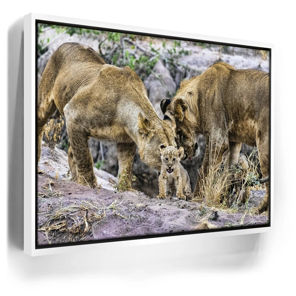 Featured image 6 for Lions With Cub Tanzania