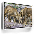 Featured image 6 for Lions With Cub Tanzania