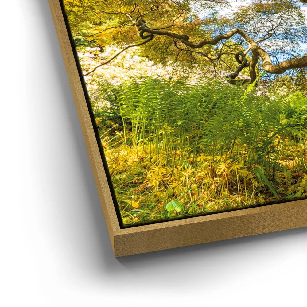 Featured image 12 for Majestic Canopy