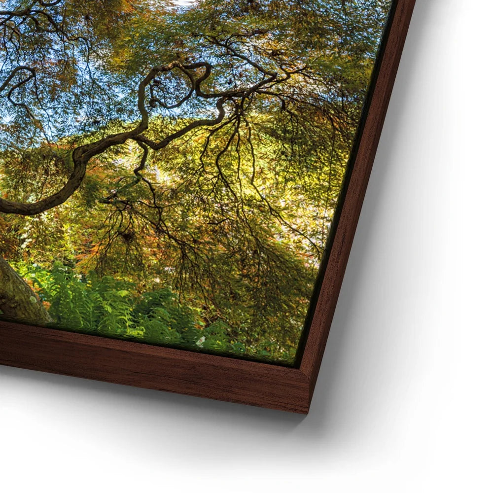 Featured image 14 for Majestic Canopy