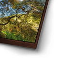 Thumbnail image 14 for Majestic Canopy