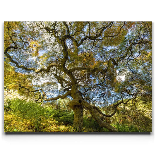 Majestic Canopy
