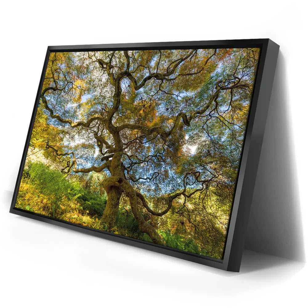Featured image 2 for Majestic Canopy