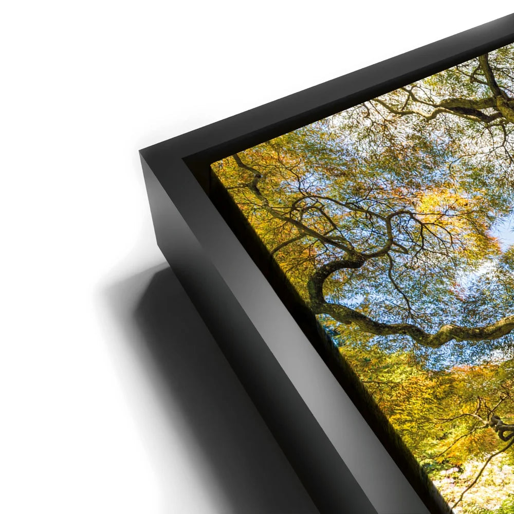 Featured image 11 for Majestic Canopy