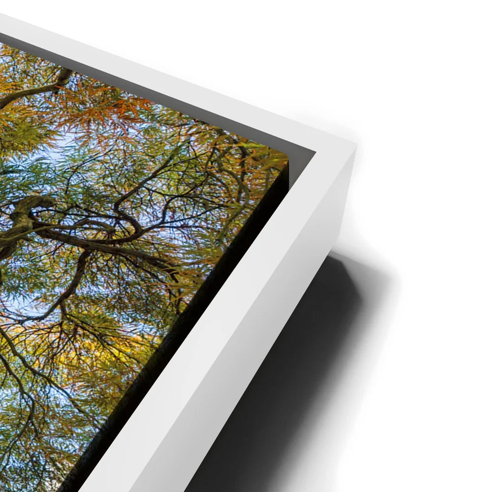 Featured image 13 for Majestic Canopy