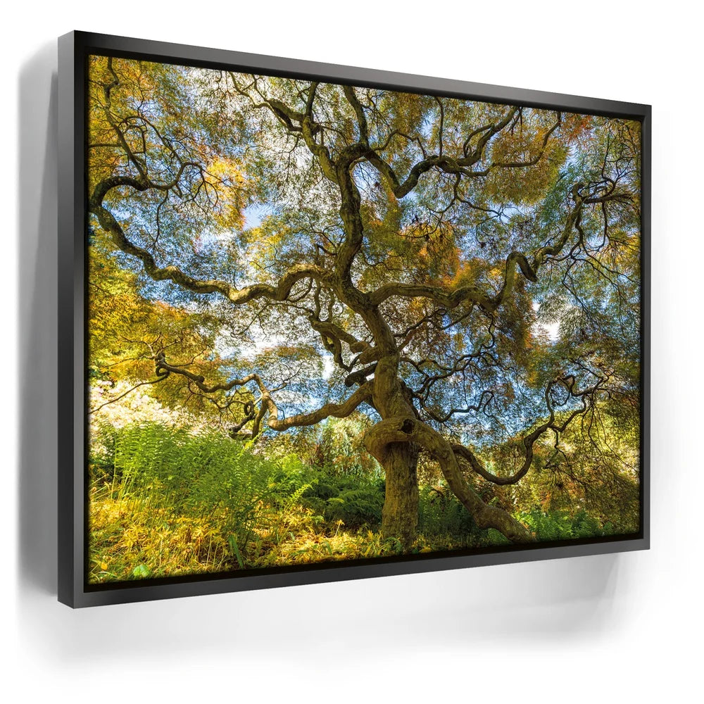 Featured image 5 for Majestic Canopy