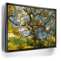 Featured image 5 for Majestic Canopy