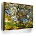 Featured image 7 for Majestic Canopy