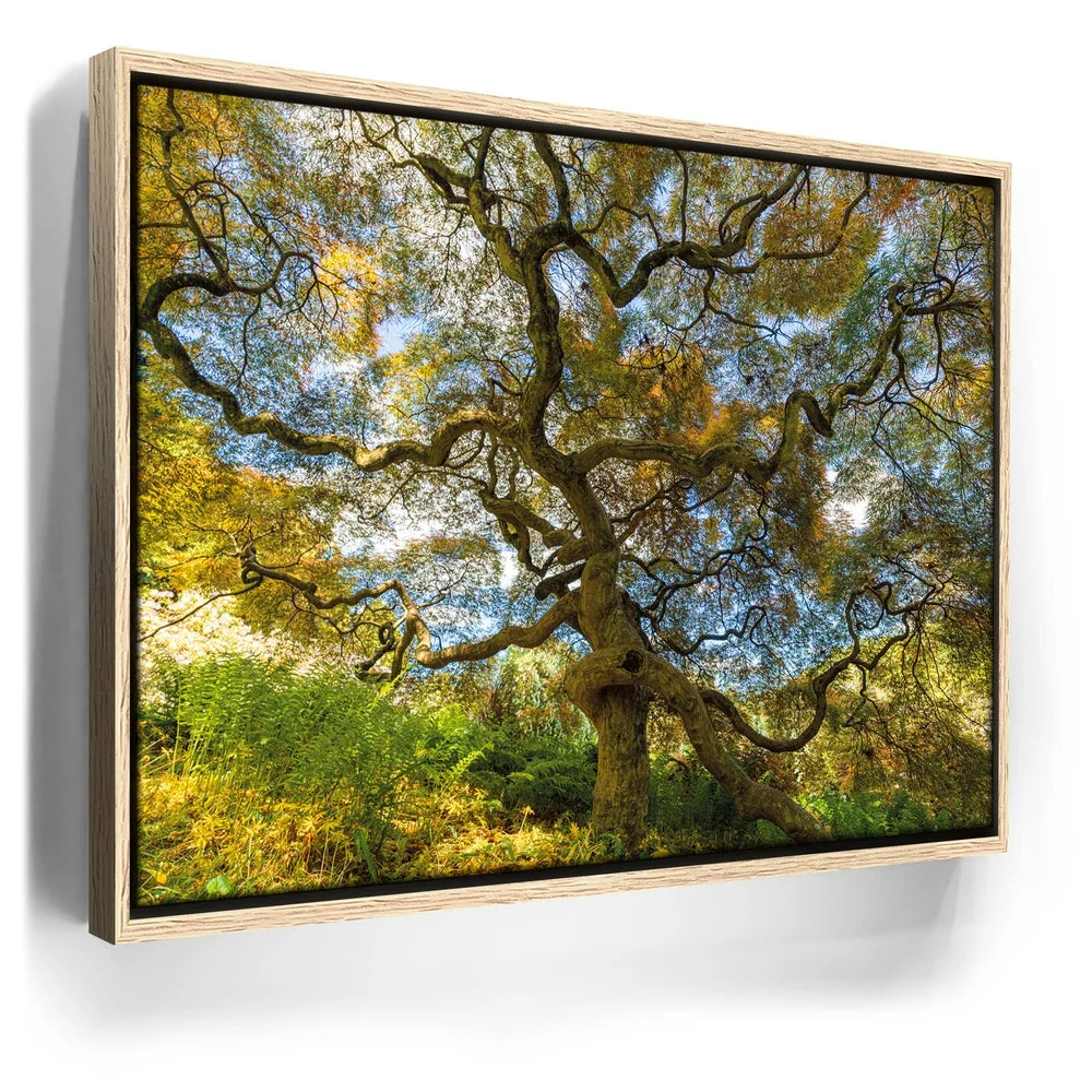 Featured image 9 for Majestic Canopy