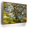 Featured image 9 for Majestic Canopy
