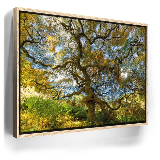 Featured image 9 for Majestic Canopy