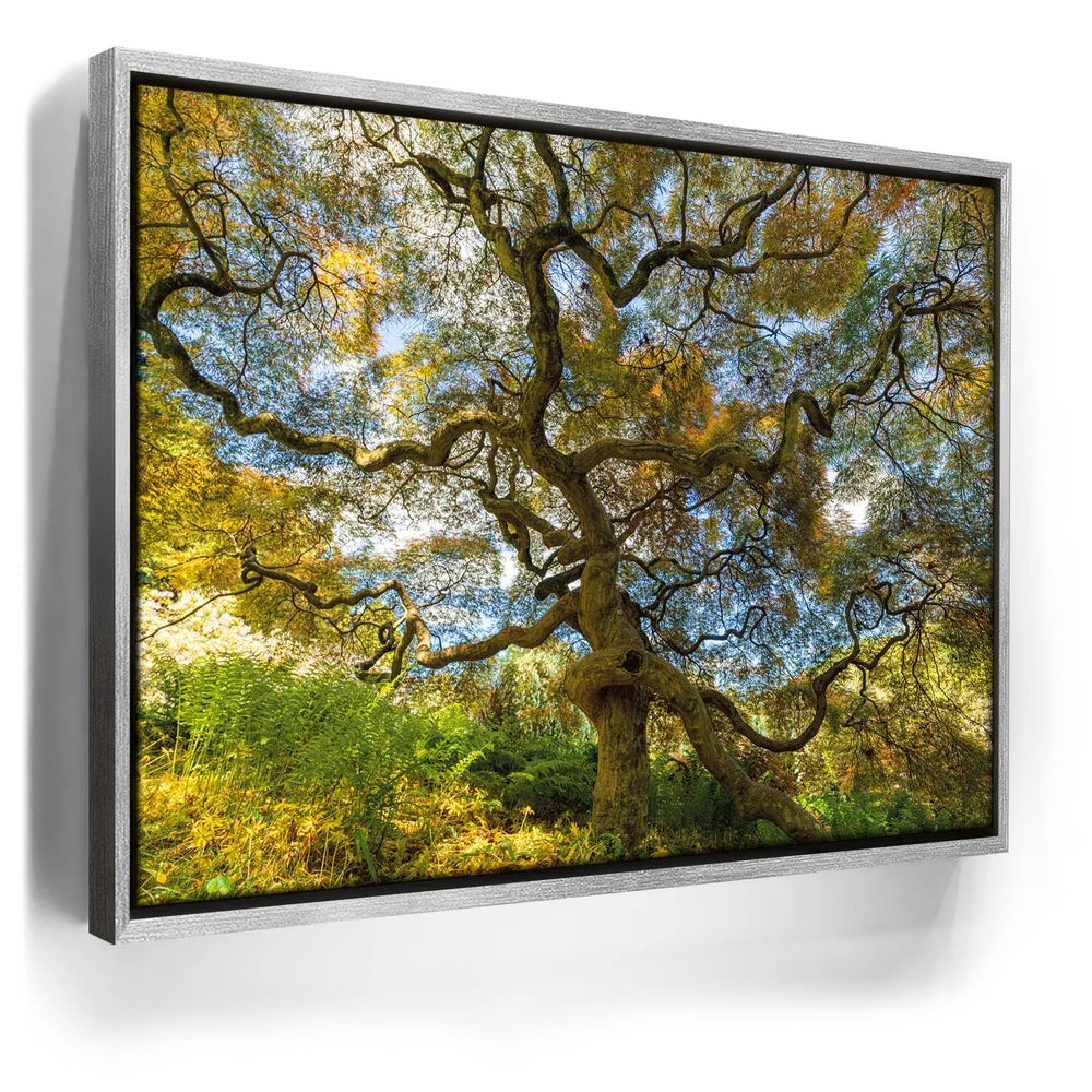 Featured image 8 for Majestic Canopy