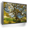 Featured image 8 for Majestic Canopy