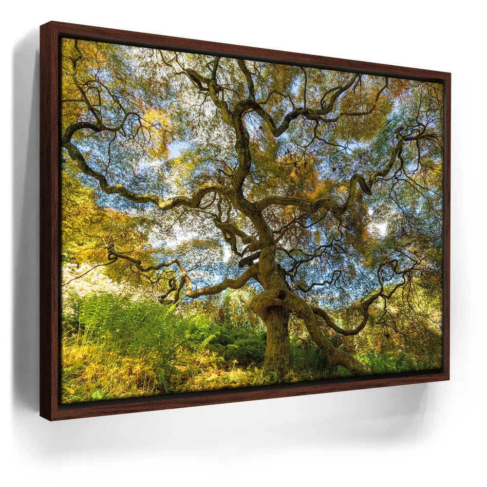 Featured image 10 for Majestic Canopy