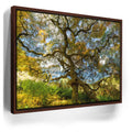 Featured image 10 for Majestic Canopy
