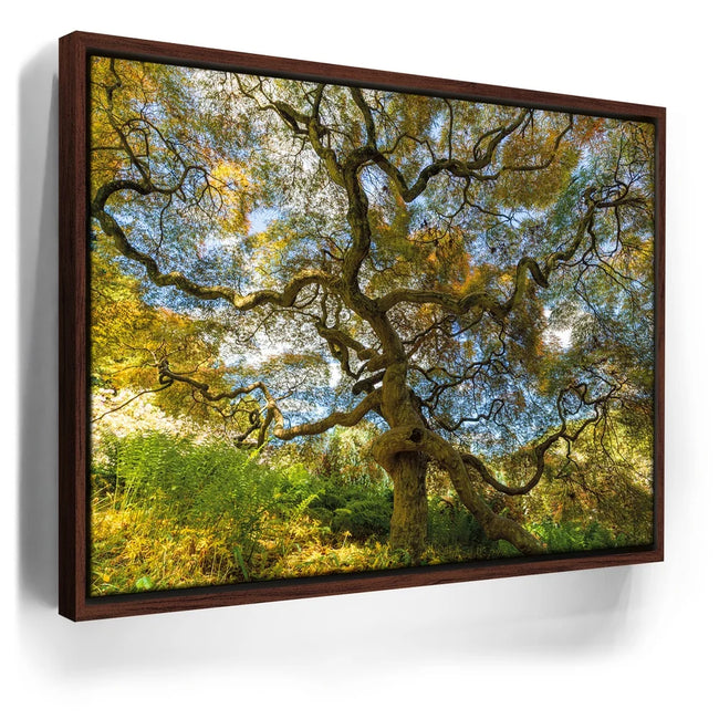 Featured image 10 for Majestic Canopy