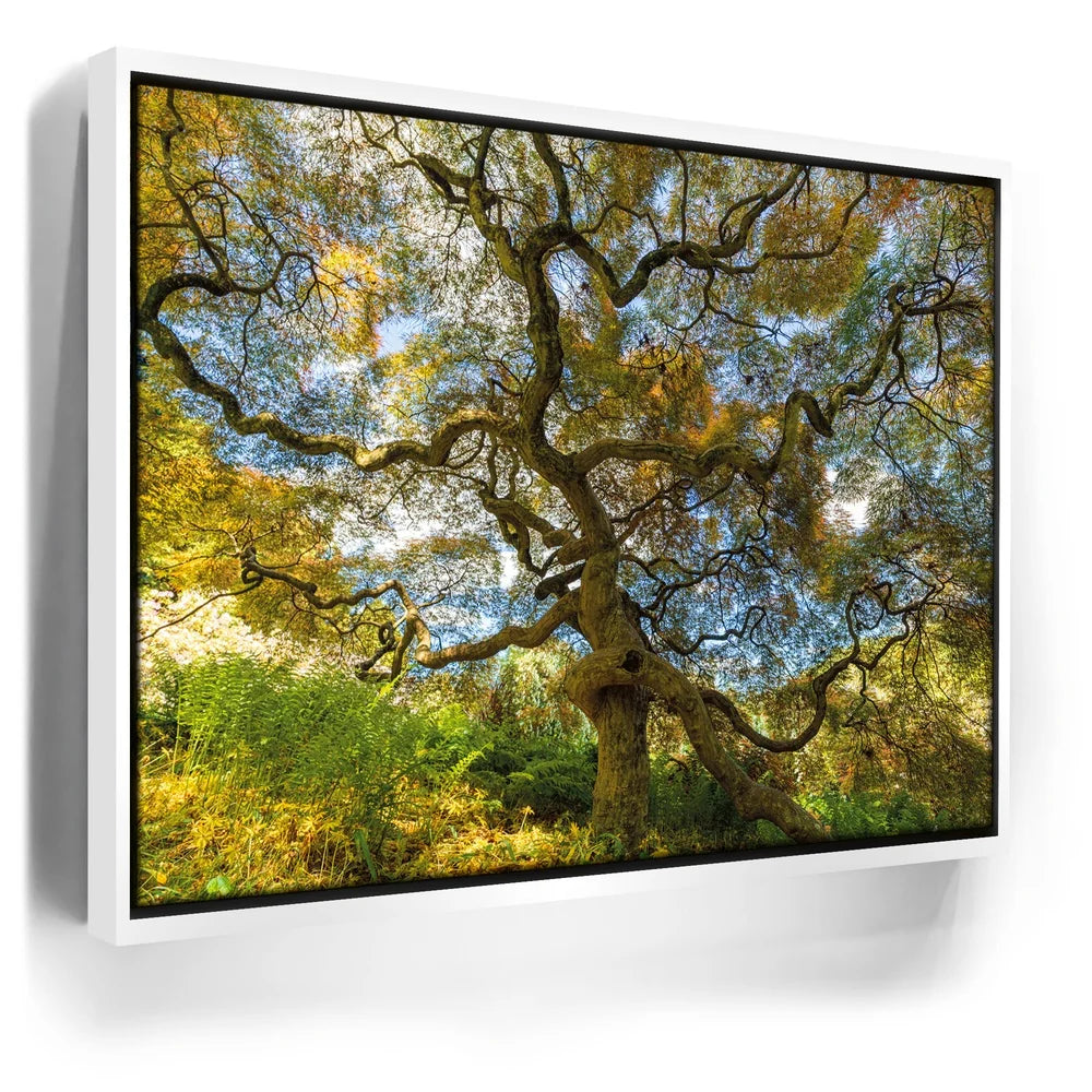 Featured image 6 for Majestic Canopy