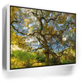 Featured image 6 for Majestic Canopy