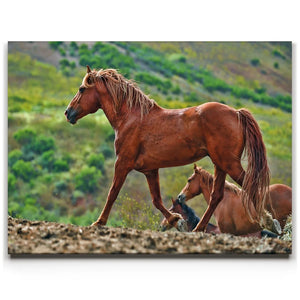 Majestic Horse Hilltop