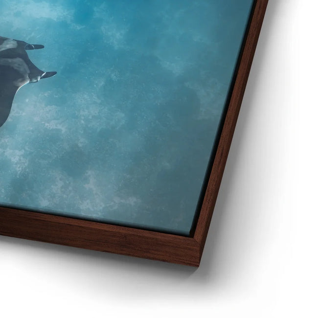 Featured image 15 for Mantaray in the Blue - La Ventana - Mexico