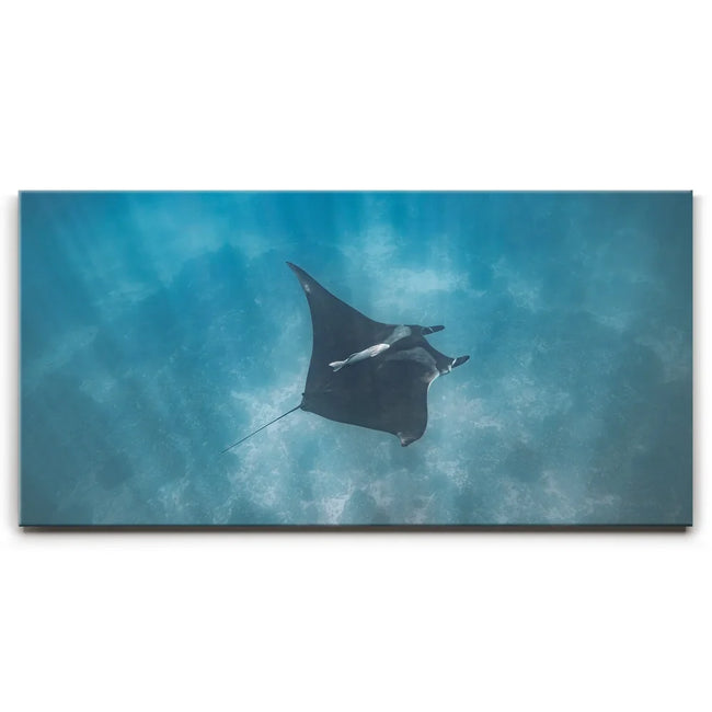 Featured image 1 for Mantaray in the Blue - La Ventana - Mexico