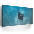 Thumbnail image 3 for Mantaray in the Blue - La Ventana - Mexico