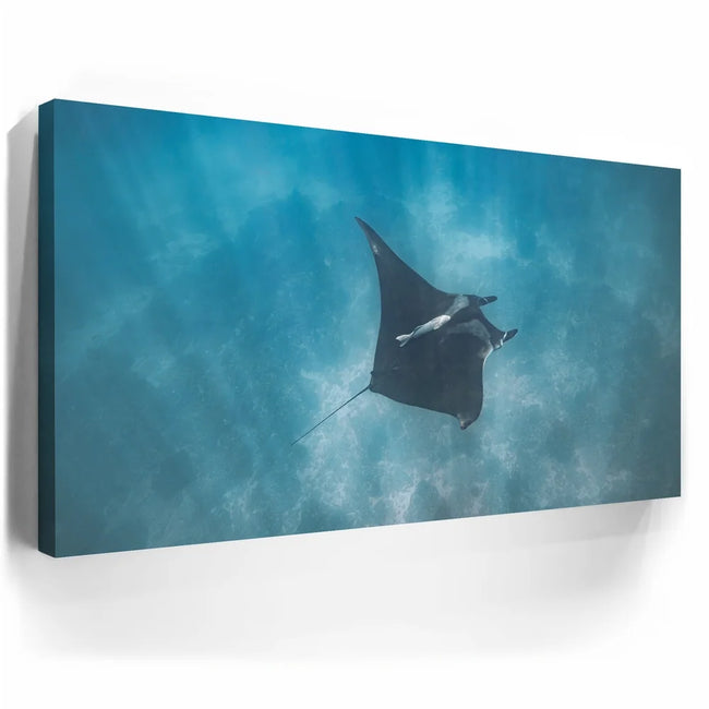 Featured image 3 for Mantaray in the Blue - La Ventana - Mexico