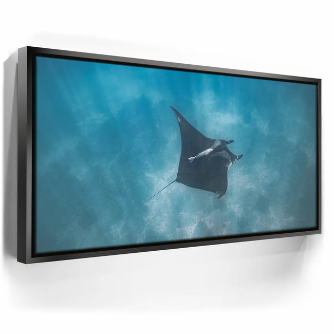 Featured image 6 for Mantaray in the Blue - La Ventana - Mexico