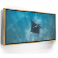 Featured image 8 for Mantaray in the Blue - La Ventana - Mexico