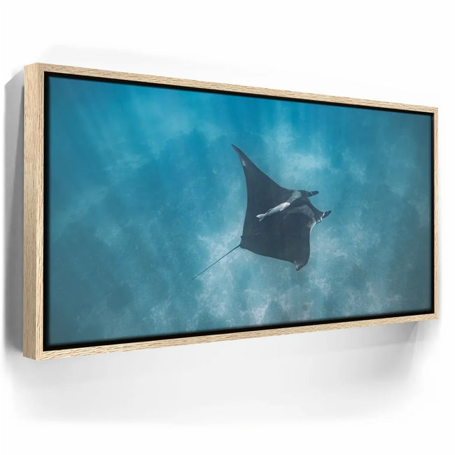 Featured image 10 for Mantaray in the Blue - La Ventana - Mexico