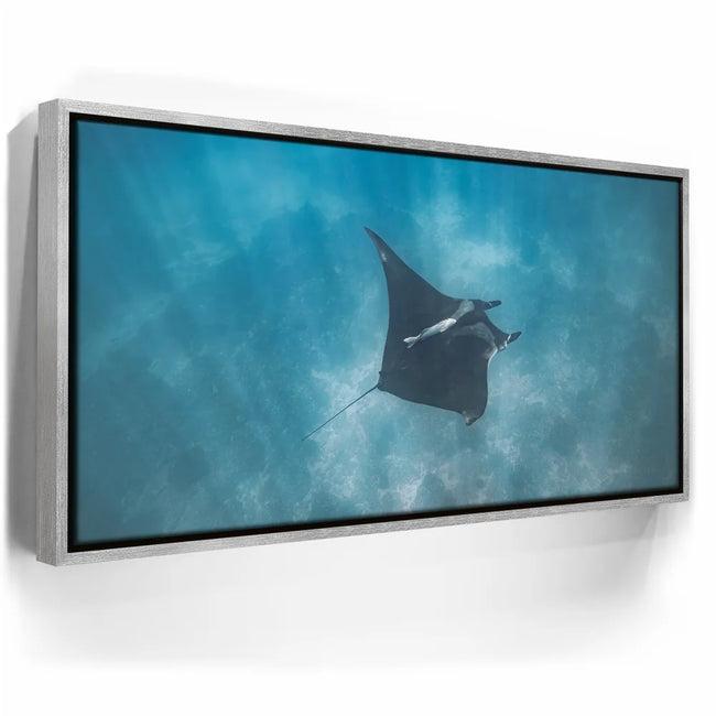 Featured image 9 for Mantaray in the Blue - La Ventana - Mexico