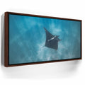 Featured image 11 for Mantaray in the Blue - La Ventana - Mexico