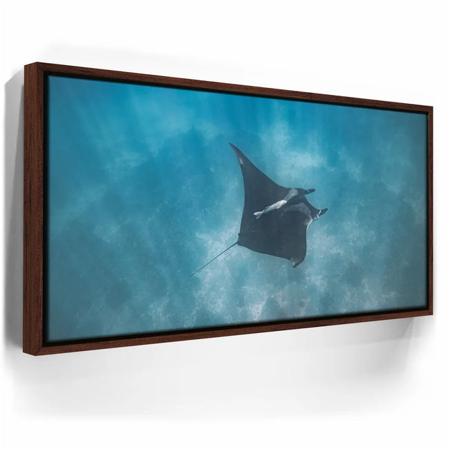 Featured image 11 for Mantaray in the Blue - La Ventana - Mexico