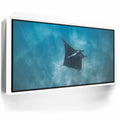 Featured image 7 for Mantaray in the Blue - La Ventana - Mexico